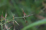 Shortbristle horned beaksedge